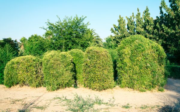 Cost of Bamboo Hedge Removal in Saint Cloud