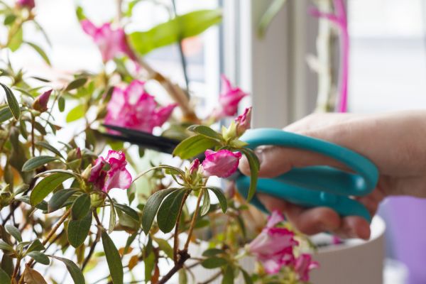 Azalea Pruning in Saint Cloud