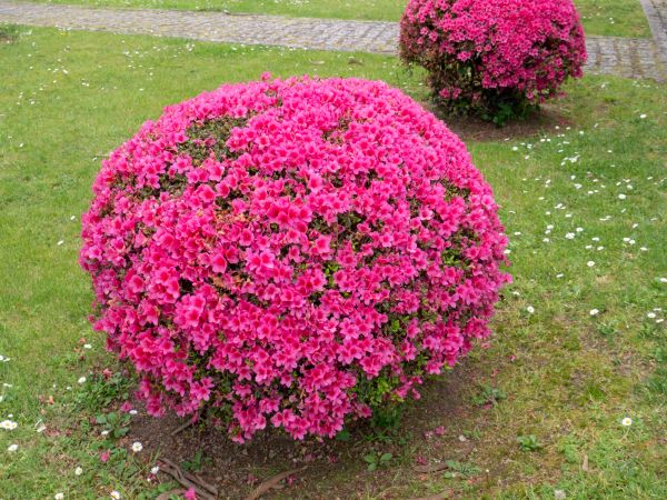Cost of Rhododendron Pruning in Saint Cloud