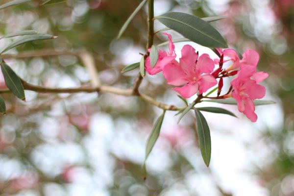 Cost of Oleander Removal in Saint Cloud