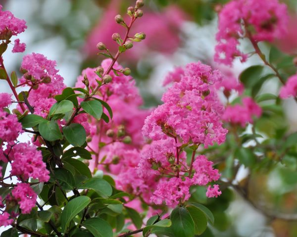 Cost of Crepe Myrtle Removal in Saint Cloud