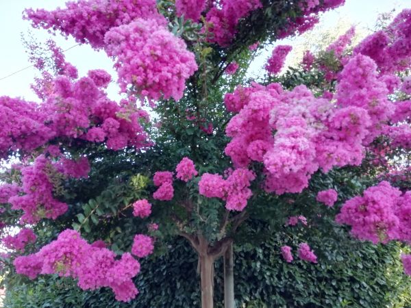 Cost of Crape Myrtle Pruning in Saint Cloud