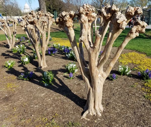 Cost of Myrtle Tree Removal in Saint Cloud