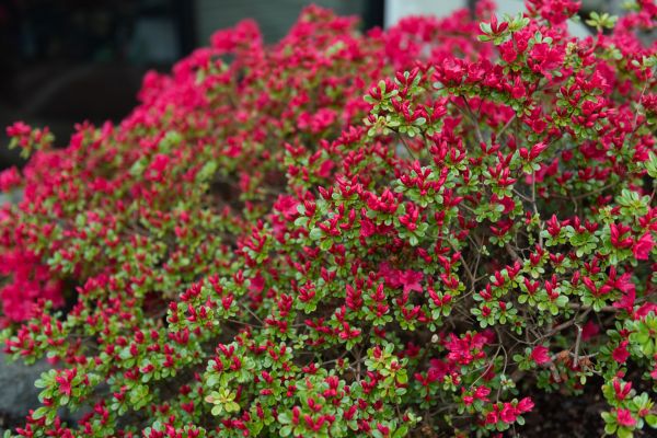 Cost of Weigela Removal Service in Saint Cloud