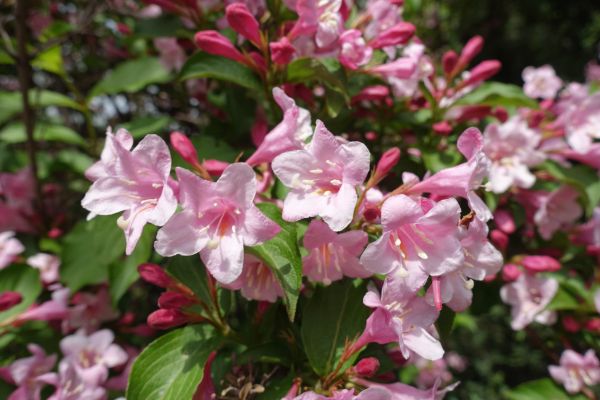 Cost of Weigela Pruning Service in Saint Cloud