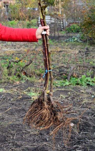 Cost of Shrub Root Removal in Saint Cloud