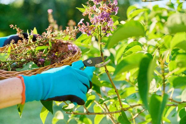 Cost of Lilac Trimming Service in Saint Cloud