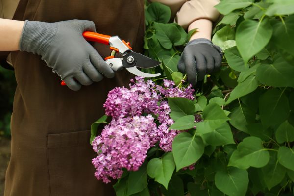 Cost of Lilac Pruning Service in Saint Cloud