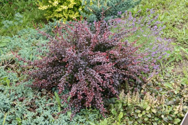 Cost of Japanese Barberry Removal in Saint Cloud