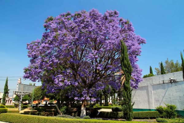 Cost of Jacaranda Pruning in Saint Cloud