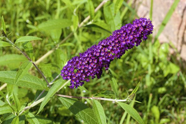 Butterfly Bush Pruning in Saint Cloud