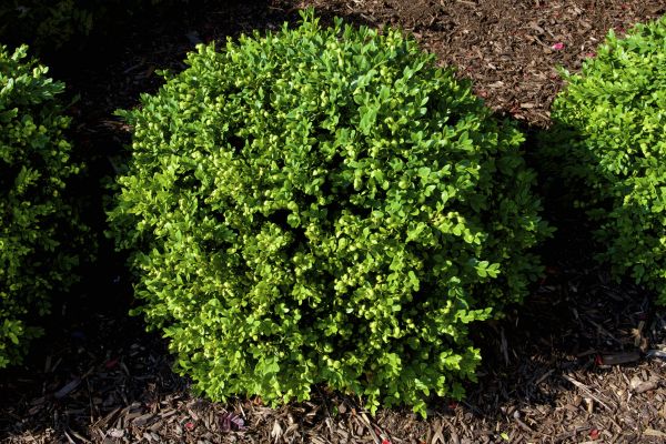 Cost of Boxwood Removal in Saint Cloud