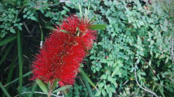 Cost of Bottlebrush Pruning in Saint Cloud