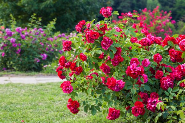 Shrub Trimming in Saint Cloud