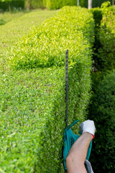 Hedge Trimming in Saint Cloud