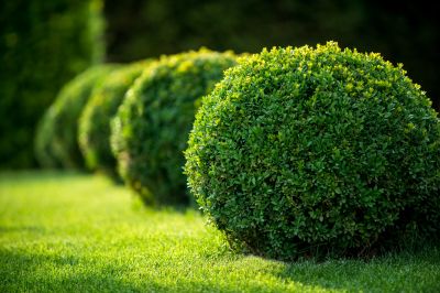 Commercial Shrub Trimming detail