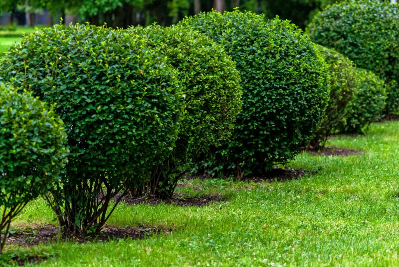 Neat Shrub Borders