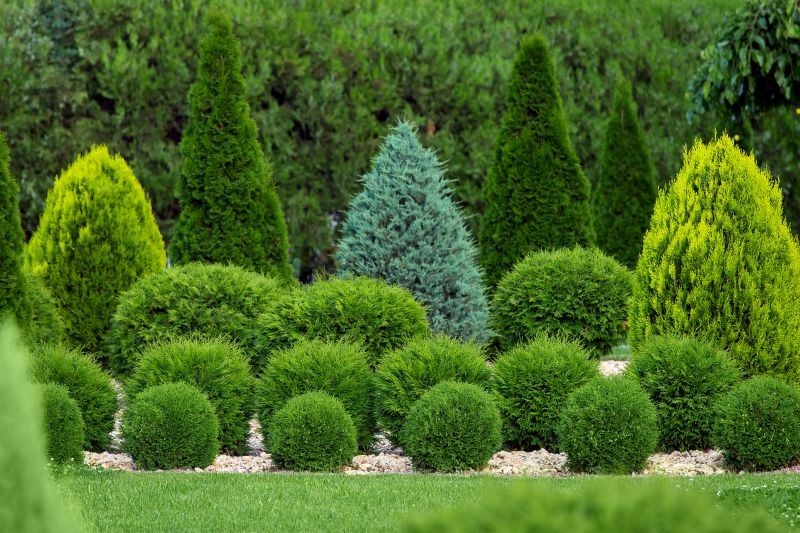Decorative Shrubs in a Garden